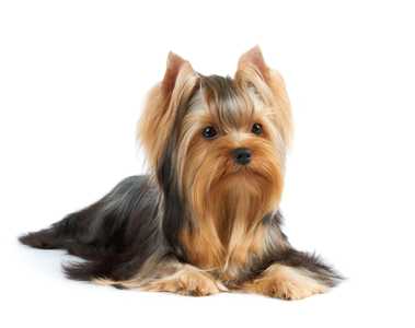 A yorkshire fashion terrier near me